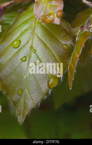 Close-up di gocce d'acqua sulla foglia di faggio / Fagus sylvatica in faggio hedge. Foglia con gocce d'acqua su di esso. Foto Stock