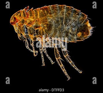 Ctenocephalides felis felis cat flea Foto Stock