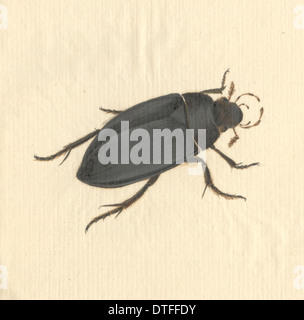 Hydrophilus piceus, coleottero acquatico Foto Stock