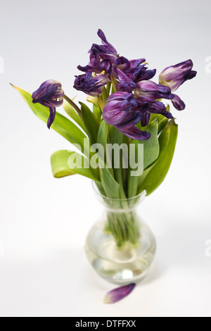 Vaso di morire tulip fiori. Foto Stock