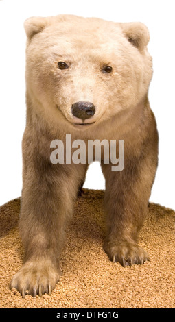 Orso polare- Orso grizzly ibrido. Foto Stock
