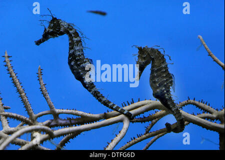 Decin, Repubblica Ceca. 17 feb 2014. Rivestite il cavalluccio (Hippocampus erectus) è visto in zoo di Decin, Repubblica ceca, 17 febbraio 2014. © Libor Zavoral/CTK foto/Alamy Live News Foto Stock