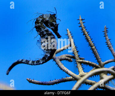 Decin, Repubblica Ceca. 17 feb 2014. Rivestite il cavalluccio (Hippocampus erectus) è visto in zoo di Decin, Repubblica ceca, 17 febbraio 2014. © Libor Zavoral/CTK foto/Alamy Live News Foto Stock