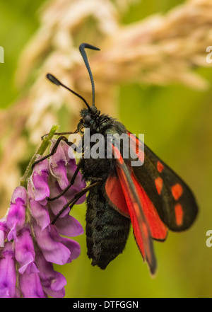 Lepidottero di Burnett Foto Stock