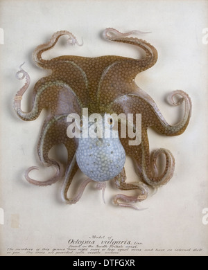 Octopus vulgaris, polpo Foto Stock