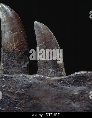Tyrannosaurus rex denti Foto Stock