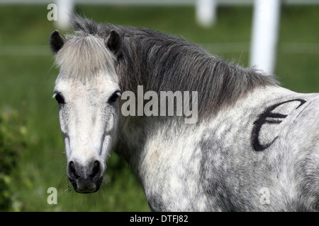 Koenigs Wusterhausen, Germania, pony Shetland con euro segno sul retro Foto Stock