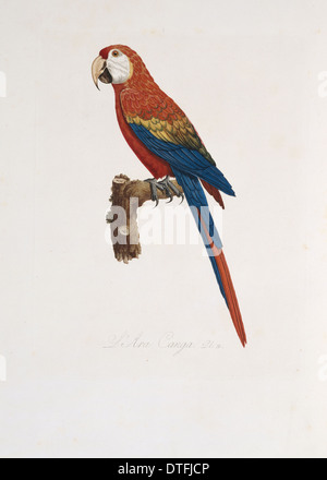 Ara macao, scarlet macaw Foto Stock