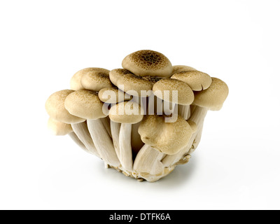 Brown di faggio o buna o funghi shimeji Foto Stock