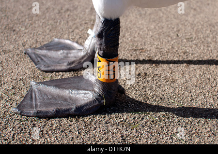 Anello di identificazione sul cigno è la gamba Foto Stock