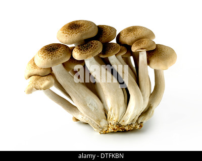 Brown di faggio o buna o funghi shimeji Foto Stock