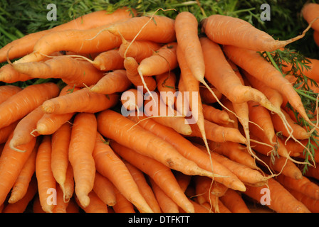 Carote fresche a gambo lungo in primo piano e pronte per la vendita in stallo del mercato Foto Stock