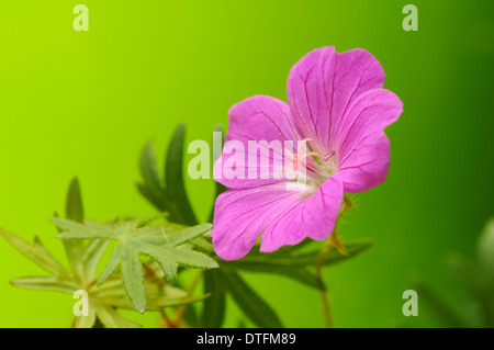 Cut-lasciava Cranesbill, Geranium dissectum, ritratto del fiore viola con bel al di fuori della messa a fuoco lo sfondo. Foto Stock