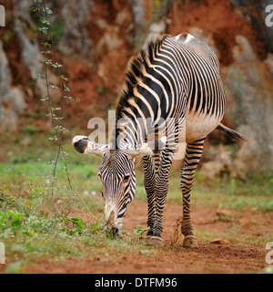 Ritratto verticale di Grevy's zebra, Equus grevyi, mangiare nella prateria. Foto Stock