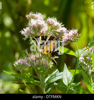 Euplagia quadripunctaria, Jersey tiger moth Foto Stock