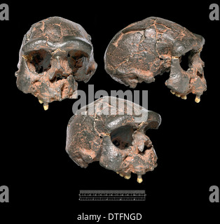 Homo erectus, Java Man (Sangiran 17) cranio viste in ghisa Foto Stock