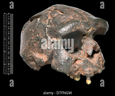 Homo erectus, Java Man (Sangiran 17) cranio cast Foto Stock