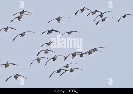 Oche canadesi in atterraggio approccio. Branta canadensis Foto Stock