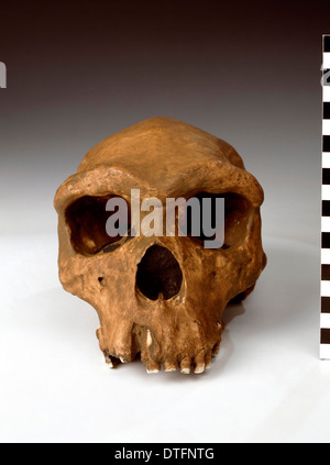 Homo Heidelbergensis, o rhodesiano Broken Hill Man (Broken Hill 1) Foto Stock