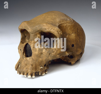 Homo Heidelbergensis, o rhodesiano Broken Hill Man (Broken Hill 1) Foto Stock