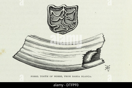 'Fossile dente di cavallo, da Bahia Blanca' Foto Stock