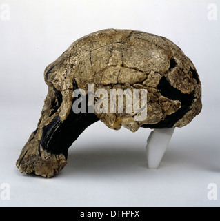 Homo rudolfensis cranio (KNM - ER 1470) Foto Stock