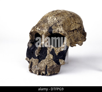 Homo rudolfensis cranio (KNM - ER 1470) Foto Stock