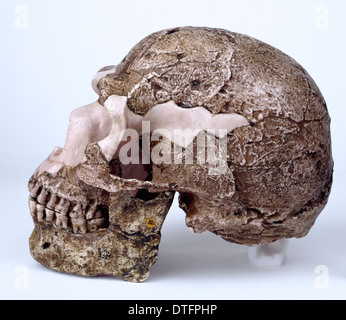 Moderno Homo sapiens cranio Skhul (V) Foto Stock