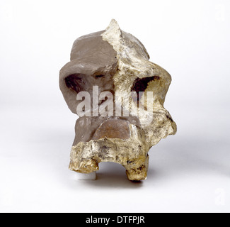 Il Paranthropus robustus cranio (SK46) Foto Stock