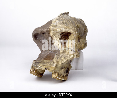 Il Paranthropus robustus cranio (SK46) Foto Stock