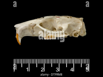 Megalomys luciae, Saint Lucia giant rice rat (holotype) Foto Stock