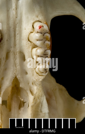 Megalomys luciae, Saint Lucia giant rice rat (holotype) Foto Stock