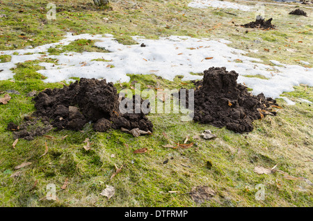 Appena scavato molehill sul terreno in primavera Foto Stock