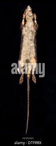 Megalomys desmarestii, gigante Antillean Rice rat Foto Stock