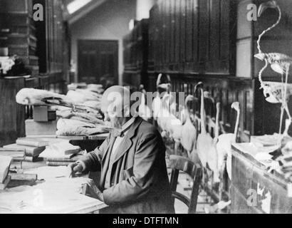 Tommaso Salvadori lavorando su i fenicotteri c.1890 Foto Stock