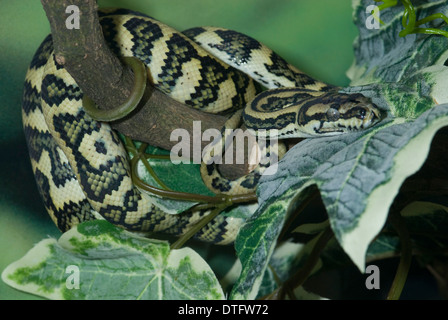 Morelia spilota, Jaguar carpet python Foto Stock