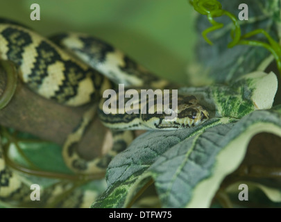 Morelia spilota, Jaguar carpet python Foto Stock