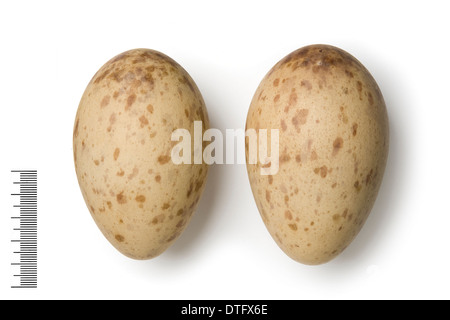 Grus leucogeranus, gru bianca siberiana uova Foto Stock