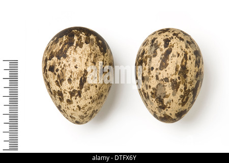 Esacus recurvirostris, grande pietra curlew uova Foto Stock