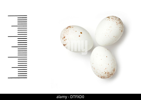 Serinus pusillus, rosso fiammante serin uova Foto Stock