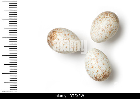 Cercomela melanura, blackstart uova Foto Stock