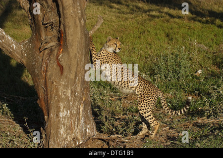 Ghepardo (Acinonyx jubatus) segna il territorio di una struttura ad albero Foto Stock