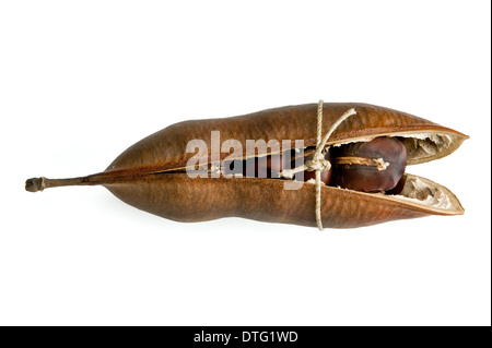 Castanospermum australe, Moreton Bay castagna Foto Stock