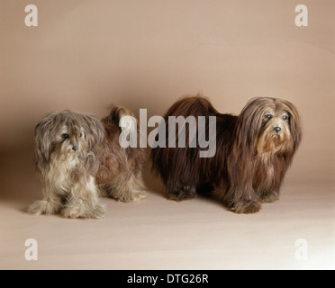 Canis lupus familiaris, cane Foto Stock