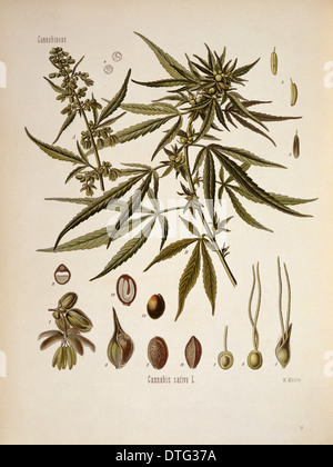 La Cannabis sativa, la cannabis Foto Stock