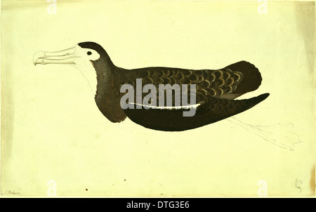 Diomedea exulans, vagare albatross Foto Stock
