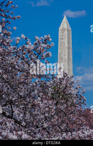 I Fiori di Ciliegio decorano il monumento di Washington durante il 2013 Cherry Blossom Festival di Washington DC. Foto Stock