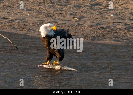 Aquila calva (Haliaeetus leucocephalus) mangiare salmone nata sul fiume Harrison, BC, Canada. Foto Stock