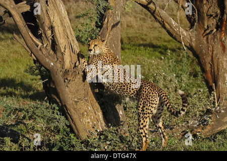 Ghepardo (Acinonyx jubatus) segna il territorio di una struttura ad albero Foto Stock