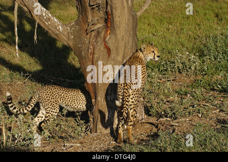 Ghepardo (Acinonyx jubatus) segna il territorio di una struttura ad albero Foto Stock